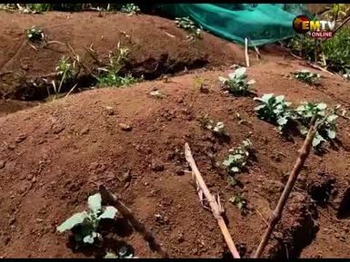 NO CROP ROTATION
