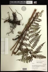 Athyrium indet