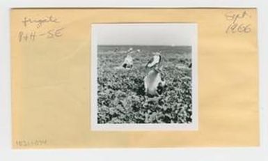 [Frigate in Hawaii, envelope IE31-074]