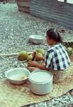 Grating tamoko (green coconut) for vaihu (grated soft husk meat with coconut cream)