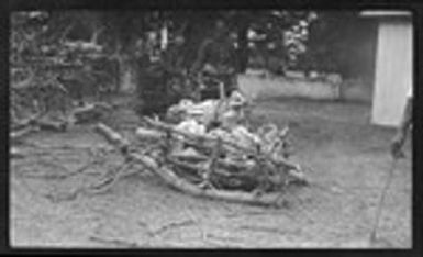 Large bunches of kava, for ceremonial presentation