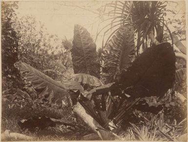 Pingelap Island, 1886