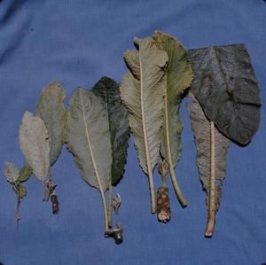 [Cyanea tritomantha close-up from ‘Ōla‘a, United States]