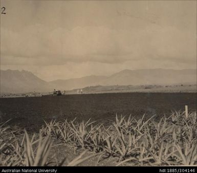 Preparation of land for planting at Legalega