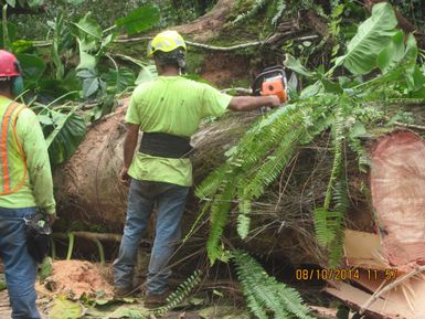 Construction workers attempt to cut a massive downed tree that was damaged during tropical storm Iselle, on the Big Island of Hawaii in August 2014. Photo taken during the preliminary damage assessment. Photo by Brandon A.K. Gonzalez, County of Hawaii, Department of Public