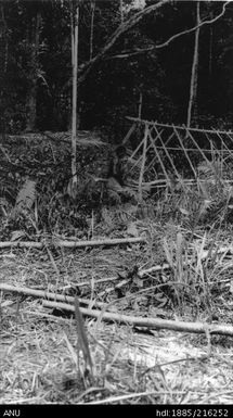 View of recently hewn trees, with man and structure in background