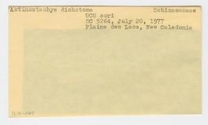 [Actinostachys dichotoma in New Caledonia, envelope IE41-061]
