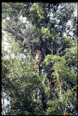 Team member in tree top