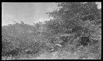 Landscape showing coral outcrops, probably on Banaba