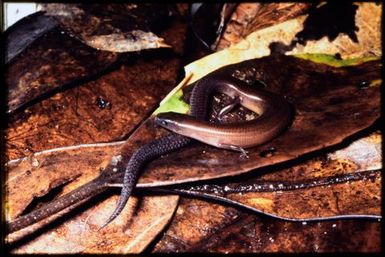 Graciliscincus shonae