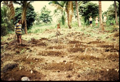 Planting tapioca on Taveuni, 1971