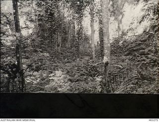 Rabaul Area, New Britain. c. 1916. Typical bush scene showing dense tropical undergrowth and vines