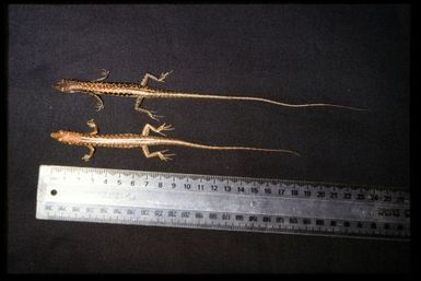 Phasmasaurus maruia