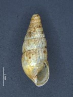 Leptachatina; lanaiensis