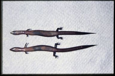 2 specimens (ventral)