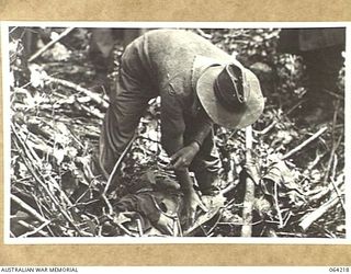 SHAGGY RIDGE, NEW GUINEA. 1944-01-22. QX3524 LANCE CORPORAL BAXTER OF "I" SECTION, 2/12TH INFANTRY BATTALION SEARCHING A DEAD JAPANESE ON MOUNT PROTHERO