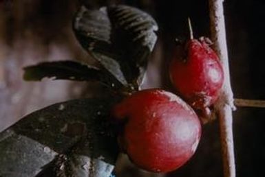 [Eugenia fruit close-up at Kainantu, Papua New Guinea]