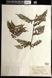 Marattia douglasii