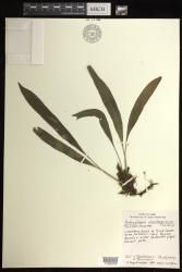 Antrophyum plantagineum