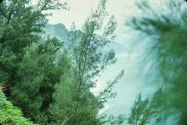 [Trees Along Na Pali Coast, Kauai]