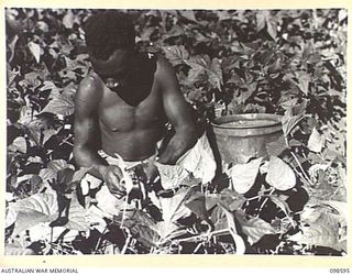 WAU, NEW GUINEA. 1945-10-17. A NATIVE WORKER PICKING BEANS AT THE FARM OPERATED BY MEMBERS OF 5 INDEPENDENT FARM PLATOON. THE FARM IS SITUATED NEAR THJE SITE OF THE PRE- WAR FARM IN THE WAU VALLEY