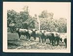 Water buffaloes on a government plantation, New Ireland, New Guinea, [c1930?]