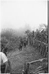 Pig festival, pig sacrifice, Tsembaga: visiting men, carrying weapons, walk beside fence, on way to dance grounds