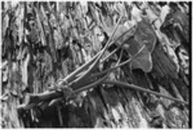Taro to be planted, probably gathered wild