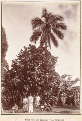 Bread fruit and coconut palms at Rarotonga, 1903