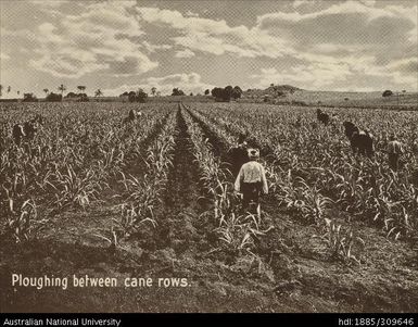 Ploughing between cane rows