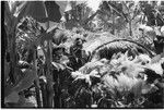 Pig festival, singsing, Kwiop: decorated men with feather headdresses and kundu drums