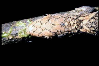 Eurydactylodes symmetricus
