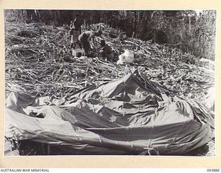 ULEBILUM RIDGE, YAMIL SECTOR, NEW GUINEA, 1945-07-08. PRIVATE R.C. ALEXANDER (1), LOOSENING 3-INCH MORTAR AMMUNITION FROM THE ROPES OF A PARACHUTE. THE SUPPLIES, DISPATCHED TO FORWARD TROOPS BY 2/5 ..