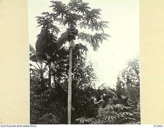 ONGAHAMBA, NEW GUINEA. 1944-04-15. TX11674 SIGNALMAN H. FLASKAS (1), AND TX10425 SIGNALMAN V.E. DREW (2), MEMBERS OF THE 24TH LINE SECTION, 18TH LINES OF COMMUNICATION SIGNALS COLLECTING PAW PAWS ..