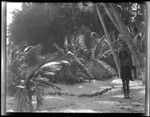 Portrait of man in village, possible ancestral graves