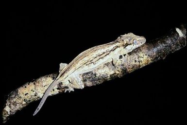 Rhacodactylus auriculatus