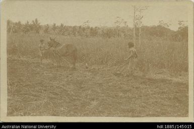 Ploughing with mules, Bautama Estate