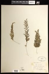 Hymenophyllum pallidum