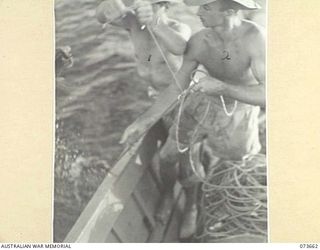 SALAMAUA, NEW GUINEA. 1944-06-02. MEMBERS OF THE 2ND MARINE FOOD SUPPLY PLATOON HAUL IN A 5LB, RED EMPEROR FISH WHICH WAS CAUGHT USING A LONG LINE IN THE HARBOUR. IDENTIFIED PERSONNEL ARE:- Q272745 ..