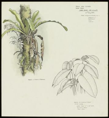 Asplenium sp., family Aspleniaceae and Philodendron sp.? family Araceae, Tamak Creek, Papua New Guinea, 21 July 1973 / William T. Cooper