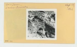 [Fairy tern in Hawaii, envelope IE30-121