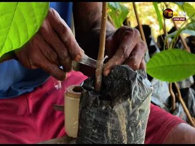 WSP COCOA FARMING