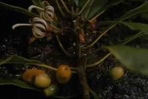 [Clermontia persicifolia close-up near Kulani Correctional Facility, United States]