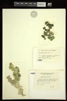 Halimeda gigas