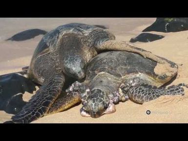 PBS Hawaii - HIKI NŌ Episode 513 | Seabury Hall Middle | Sea Turtles in Peril V2