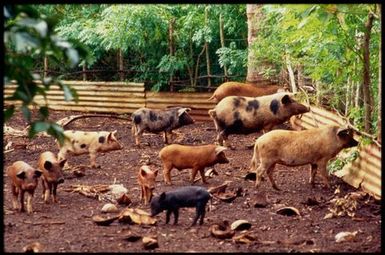 Pigs, Tonga
