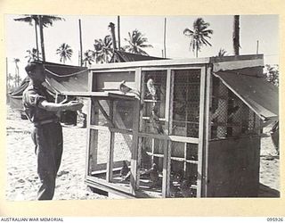 BORAM BEACH, WEWAK AREA, NEW GUINEA. 1945-08-30. CORPORAL F. GERKE WHO IS IN CHARGE OF THE 62 PIGEONS ON ATTACHMENT TO HEADQUARTERS 8 INFANTRY BRIGADE. DURING THE WAR NOT ONE OF THESE BIRDS HAS ..