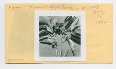 [Alphitonia ponderosa in Hawaii, envelope IE25-015]