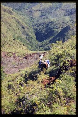 Pack horses in shrubland