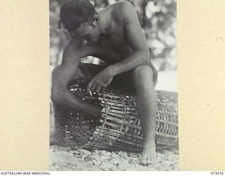 SARANG, NEW GUINEA. 1944-05-25. NX120710 PRIVATE R.J. PHILLIPS, 35TH INFANTRY BATTALION (1), HANDLING A NATIVE FISH TRAP